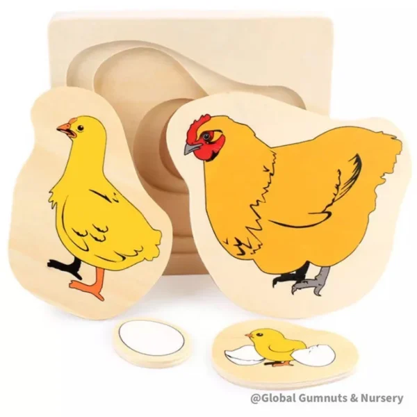 CICLO DI VITA GALLINA