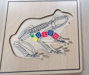 Incastri animali Puzzle - Rana con scheletro