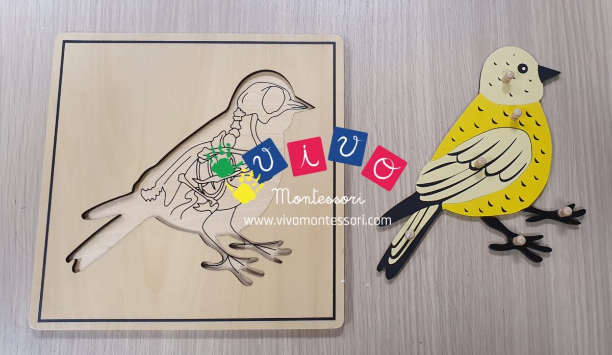 Incastri animali Puzzle - Uccello con scheletro
