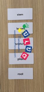 Carte nomenclatura albero in inglese