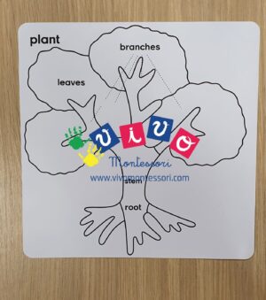 Carte nomenclatura albero in inglese
