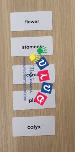 Carte nomenclatura fiore in inglese