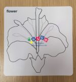 Carte nomenclatura fiore in inglese