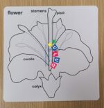 Carte nomenclatura fiore in inglese
