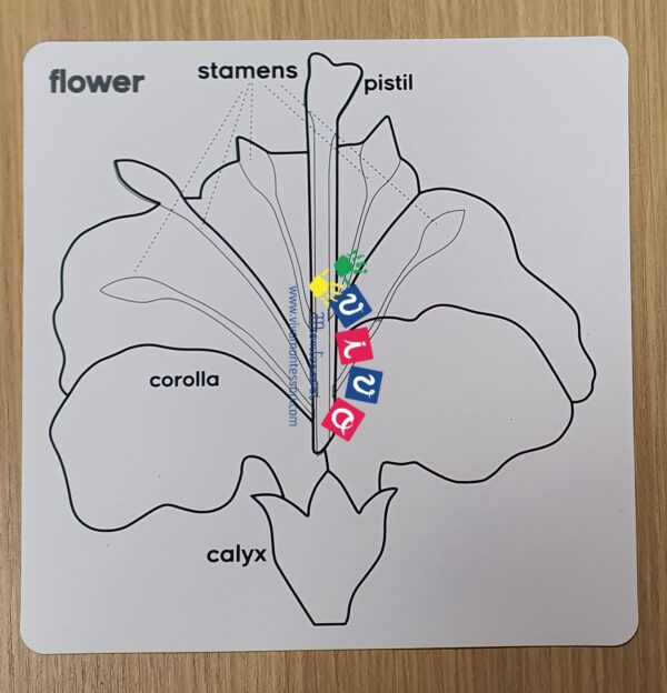 Carte nomenclatura fiore in inglese