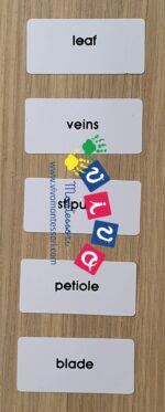 Carte nomenclatura foglia in inglese