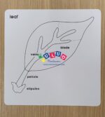 Carte nomenclatura foglia in inglese