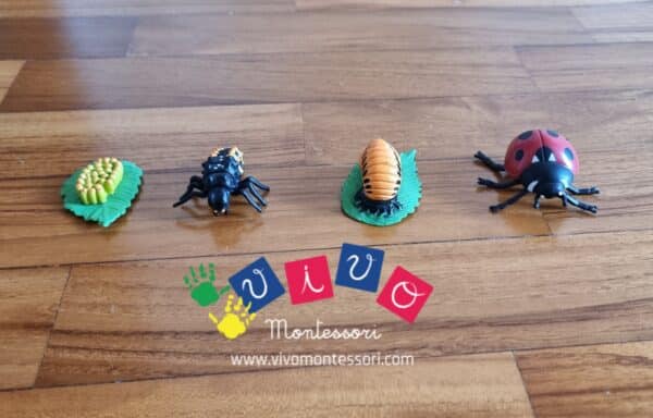 miniature set ciclo della vita della coccinella2